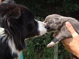 BORDER COLLIE 1472